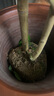 佛手樹(shù)盆栽帶果金華佛手柑樹(shù)苗可食用室內觀(guān)賞庭院好養植物 金佛手6年苗【帶果發(fā)貨】 曬單實(shí)拍圖