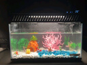 阿拖（ATUO）海綿寶寶珊瑚造景躲避屋卡通公仔菠蘿屋魚缸小擺件水族箱裝飾全套 曬單實拍圖