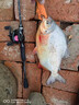 紅白鯧魚(yú)花生肉香味餌料鳊魚(yú)鯉魚(yú)花生米魚(yú)餌昌魚(yú)餌料釣魚(yú)花生餌料 御肉香花生【一瓶】 黑坑叉尾鯰魚(yú)野釣昌魚(yú)垂釣顆粒餌 曬單實(shí)拍圖