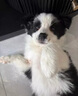修正寵慕狗狗窩咳凈次日達犬窩咳康貓窩咳卡卡狗咳嗽窩殼凈氣喘干嘔專(zhuān)用藥【1瓶裝】貓狗窩咳清【現貨速發(fā)】 貓咪狗狗打噴嚏流鼻涕 曬單實(shí)拍圖