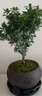 八芽 小葉赤楠盆景擺件室內(nèi)綠植花卉盆栽老樁客廳辦公室桌面好養(yǎng)植物 （【熱銷款】舍得紫砂盆赤楠+苔蘚+底座） 曬單實(shí)拍圖