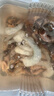 籃溪水族魚糧喂食養(yǎng)魚觀賞魚食水族冷凍魚飼料龍魚虎魟去頭尾蝦段 買4斤蝦段送2斤小泥鰍【加速發(fā)色成長*】 曬單實拍圖