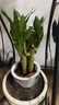 綠有意綠植盆栽多肉花卉盆栽植物室內桌面水培綠植辦公室客廳植物懶人 步步高富貴竹（竹報平安） 曬單實(shí)拍圖