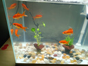 派樂(lè )特 魚(yú)缸造景石頭水族箱龜缸多肉底砂雨花石熱敷鵝卵石子2kg 曬單實(shí)拍圖