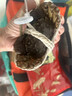 【活蟹】陽(yáng)澄沁沁大閘蟹 鮮活大湖螃蟹全母蟹 海鮮水產(chǎn)生鮮禮盒裝 【八只裝】全母蟹2.8-3.1兩 曬單實(shí)拍圖