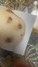 正宗秋月梨特大果碭山梨子水果新鮮10斤萊陽整箱禮盒裝冰糖羊脂梨 【中大果300克+】高性價(jià)比 3斤 曬單實(shí)拍圖