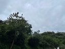 viney新款托特包包女包大容量斜挎包單肩生日禮物送女友老婆 【咖色+掛件】高級感實(shí)用輕奢腋下包 時(shí)尚品牌百搭休閑通勤大包 曬單實(shí)拍圖