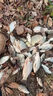 2025新款黑科技超聲波聚魚神器野釣鯽魚鯉魚鰱鳙黑坑誘魚神器通殺 一根（體驗裝） 曬單實拍圖