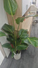 植男植女天堂鳥(niǎo)盆栽客廳室內(nèi)好養(yǎng)大型落地真綠植辦公室大葉植物源頭直發(fā) 曬單實(shí)拍圖