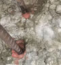 Allgll植筋膠建筑環(huán)氧型注射式槍混凝土加固粘鋼結(jié)構(gòu)膠鋼筋錨固劑紅色款 曬單實拍圖