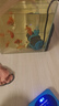 創(chuàng)寧變頻潛水泵 CN-9500-13W 10檔流量調(diào)節(jié) 魚缸假山噴泉池循環(huán)抽水 曬單實(shí)拍圖