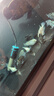 修醫寵白點(diǎn)凈魚(yú)藥熱帶魚(yú)觀(guān)賞魚(yú)魚(yú)缸鸚鵡錦鯉魚(yú)藥寄生蟲(chóng)小瓜蟲(chóng)病300ml 曬單實(shí)拍圖