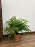 鐵線(xiàn)蕨類(lèi)植物小葉鐵耐陰盆栽室內客廳辦公室桌面綠植花卉懶人好養 A級鐵線(xiàn)蕨（中號白色極簡(jiǎn)豎紋陶瓷盆送肥料) 曬單實(shí)拍圖