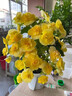四季海棠麗格海棠重瓣玫瑰海棠盆栽花卉觀花植物室內(nèi)四季開花帶花 黃色+橙色黃心 【原土原盆帶花發(fā)貨】 曬單實(shí)拍圖