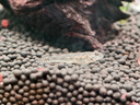 創(chuàng  )星魚(yú)缸魚(yú)池過(guò)濾器循環(huán)泵造浪三合一增氧泵創(chuàng  )吸糞寧變頻潛抽水泵靜音 【適60-80cm缸13W】靜音GXS-2000 曬單實(shí)拍圖
