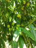 桃樹(shù)苗桃樹(shù)樹(shù)苗嫁接油桃苗水蜜桃苗白花桃苗南方北方種植當年結果 5年苗《當年結果》 曬單實(shí)拍圖