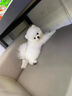 春燕美寵純種博美幼犬博美犬茶杯犬寵物狗活體白色長(cháng)不大的茶杯狗小狗幼崽 曬單實(shí)拍圖
