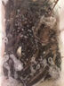 魚(yú)寧（yuning）增氧泵家用增氧機養殖魚(yú)池氧氣泵鋰電池交直流充電YJZ-100A100w 曬單實(shí)拍圖