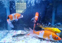 錦鯉魚活體觀賞魚活魚小型易養(yǎng)冷水淡水魚小魚苗錦鯉金魚好看錦鯉 10-12cm 六色錦鯉套餐6條 曬單實拍圖
