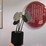 OEING創(chuàng  )意餐桌擺件日本龜背竹杯墊仿真綠植植物盆栽磁吸隔熱墊樹(shù)葉子防 墨綠色【不含盆】 曬單實(shí)拍圖