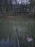 小鳳仙高亮夜光漂L-DL咬鉤變色浮漂日夜兩用高靈敏魚漂醒目野釣電子漂 曬單實拍圖
