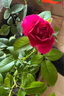 果汁陽(yáng)臺(tái)月季花苗四季開(kāi)花卉盆栽綠植物室內(nèi)花易活玫瑰帶花苞庭院 黑巴克【大花濃香，月月開(kāi)分枝多】 【帶花苞】【盆口徑15cm】原盆冠25高35 曬單實(shí)拍圖