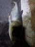 西部風(fēng)阿魏鰱鳙酸臭鰱方塊餌野釣湖庫(kù)黑坑窩料海桿翻板鉤鰱鳙餌料 阿魏酸臭鰱800g【慢霧化】*2包 無(wú)規(guī)格 曬單實(shí)拍圖