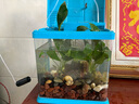 【京東物流】水草套餐 好養耐活真水草植物綠菊大葉綠九冠魚(yú)缸 三頭丹麥榕沉木 曬單實(shí)拍圖