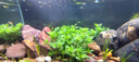 尼特利AT5S水草燈580S三代專業(yè)級全光譜led伸縮魚缸燈專用植物補光燈 曬單實拍圖