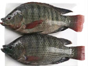 翔泰海南三去羅非魚(yú)/海南鯛1400g/共4條免處理 生鮮魚(yú)類(lèi) 海鮮水產(chǎn)  曬單實(shí)拍圖