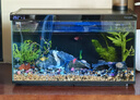 燕之雁 魚(yú)缸造景酸洗青龍石 假山英德石水草水陸缸骨架 盆栽微景觀(guān)石 曬單實(shí)拍圖