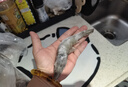 北海灣 厄瓜多爾白蝦 大蝦鮮活速凍鹽凍南美白蝦基圍蝦海蝦對蝦海鮮批發(fā) 【特大蝦 15-18cm】 3斤(凈重) 曬單實(shí)拍圖