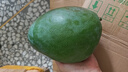 正宗凱特芒攀枝花新鮮采摘新鮮水果 帶箱2斤 超大果【單果200-300g】 曬單實拍圖