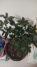 愛(ài)優(yōu)尚桂花樹(shù)苗四季桂盆栽可食用開(kāi)花香室內外陽(yáng)臺客廳羅馬盆源頭直發(fā) 曬單實(shí)拍圖