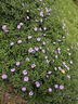 維達（Vinda）【孫穎莎同款】有芯卷紙藍色經(jīng)典 加厚可沖散4層 廁紙超市同款 4層 200g*27卷 經(jīng)典爆款整箱裝 曬單實(shí)拍圖