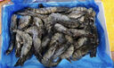 1號會(huì )員店 泰國活凍黑虎蝦 斑節對蝦 海鮮水產(chǎn) 凈重2斤（31-40只） 曬單實(shí)拍圖