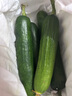 京喜加新鮮無刺水果小黃瓜小青瓜脆甜荷蘭脆嫩生吃黃瓜蔬菜 水果黃瓜 1斤 凈重 曬單實(shí)拍圖