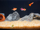 當(dāng)貝智能生態(tài)魚缸1Ultra 一體缸自循環(huán)雙過濾AI托養(yǎng)懶人家用桌面魚缸 曬單實(shí)拍圖
