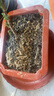 疏影暗香 郁金香荷蘭進(jìn)口郁金香大球水培土培易活陽(yáng)臺盆栽花好養耐寒植物 塑料花盆1個(gè)17cmX14cm（小號臨時(shí)使用） 曬單實(shí)拍圖
