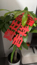 植男植女發(fā)財(cái)樹客廳大型盆栽室內(nèi)真綠植好養(yǎng)落地辦公室開業(yè)招財(cái)樹源頭直發(fā) 曬單實(shí)拍圖