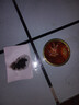 海領(lǐng)冠麻辣爆頭八爪魚(yú)海鮮罐頭即食熟食龍蝦尾生蠔魷魚(yú)章魚(yú)開(kāi)罐零食小吃 試吃款【八爪魚(yú)1罐】 曬單實(shí)拍圖