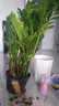 嘆為觀止大型植物發(fā)財樹各種大顆盆栽開業(yè)喬遷客廳辦公室內(nèi)好養(yǎng)大型花卉 金錢樹【80厘米-1米】 含盆 曬單實拍圖