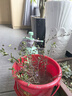 米聆水楊梅水培植物原生魚(yú)缸魚(yú)缸造景樹(shù)水生植物水草懶人植物好養易活 精選水楊梅3顆(10-25cm) 曬單實(shí)拍圖