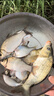 谷蜀香釣魚小藥強(qiáng)效誘魚添加劑冬季野釣鯽鯉魚小藥正品千里香噴霧誘魚劑 買2送1（3秒爆護(hù)）無效退 曬單實(shí)拍圖