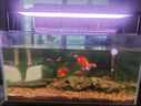 海豚貼片魚食100g小型魚飼料 燈科孔雀魚黑尾大勾通用魚糧 熱帶魚飼料 曬單實拍圖