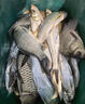 翹嘴小藥釣魚餌料黑坑野釣專攻釣大翹嘴白條魚專用餌料誘魚開口劑 1瓶【翹嘴狂提】新手也能爆護(hù) 曬單實(shí)拍圖