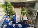 Barbarous Growth寄居蟹飼養箱帶曬臺亞克力生態(tài)小型家用造景全套相手蟹螃蟹水陸缸 缸+曬臺+蓋子+禮包【中號】 曬單實(shí)拍圖