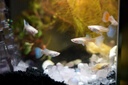 米家智能桌面魚缸小米生態(tài)魚缸小型智能專業(yè)背濾一體缸自循環(huán) 曬單實(shí)拍圖