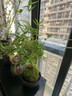 CLCEY苔蘚紅觀(guān)音竹盆栽日本紅寒竹室內客廳水培綠植耐寒好養植物竹盆景 紅觀(guān)音竹四苗50-70厘米左右 含盆 曬單實(shí)拍圖