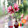 虹越（HONGYUE）蠟封朱頂紅裸球進(jìn)口大球居家辦公擺放裝飾易養護種球花 【禮盒簡(jiǎn)裝·大球】繆斯女神（36/38） 曬單實(shí)拍圖